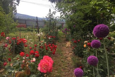 Casă individuală cu 5 camere cu Teren 4330 Mp în Jariștea - 3