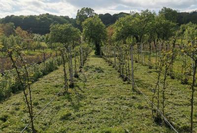 Teren de 2860 mp, în Exterior Vest - 2