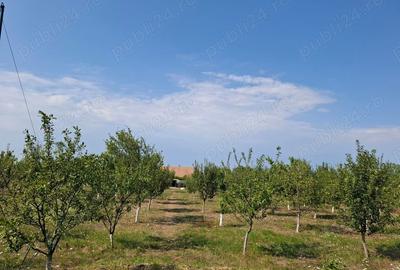 Casă cu 6 camere în Acâș - 4