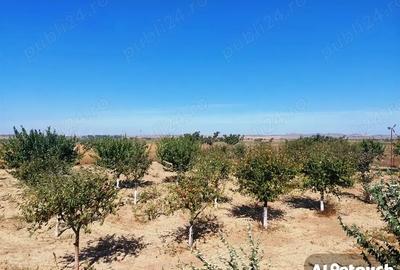 Murighiol, Colina - 3