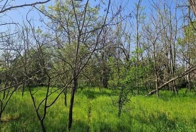 Casă cu 5 camere cu Teren 3937 Mp în Central - 15