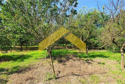 Casă individuală cu 7 camere cu Teren 1400 Mp în Mehala - 2