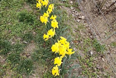 Casă în Mitreni - 5