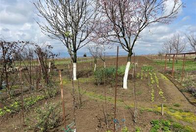 Casă individuală cu 4 camere cu Teren 2935 Mp în Belinț - 27