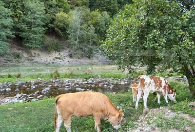 Cabana Valea Draganului 70 km de Cluj, 5 dormitoare, izvor in curte - 9
