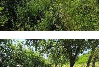 Teren de 2300 mp, în Duda - 6