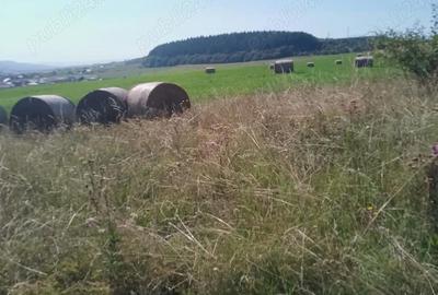 Teren de 8000 mp, în Chinteni - 3