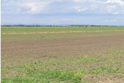 Teren de 5000 mp, în Cocorăștii Colț - 5