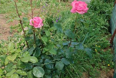 Teren Construcții intravilan de 360 mp, în Nord-Est - 2