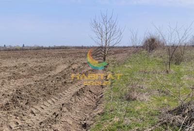 Teren agricol extravilan de 10000 mp, în Frumușani - 1