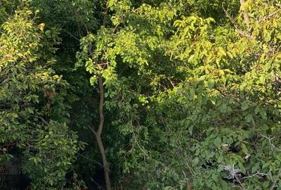 Vila zina 1 Mai Arcul de Triumf - 1