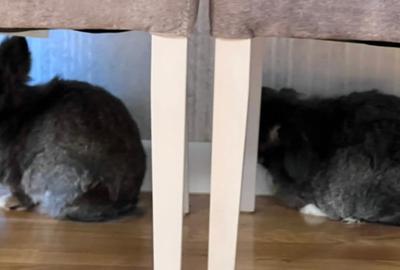 Apartament cu 2 camere semidecomandat, mobilat în Herăstrău - 9