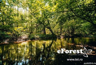 Teren premium, intre doua paduri, acces asfaltat din DN1A, vizitati eForest! - 3