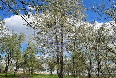 Teren de 4872 mp, în Antoceni - 2