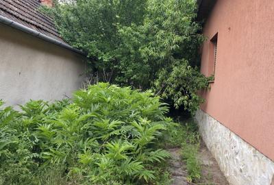 Casa 75 mp +teren 1.246 mp str.Faurilor, nr.63 ARAD - 21