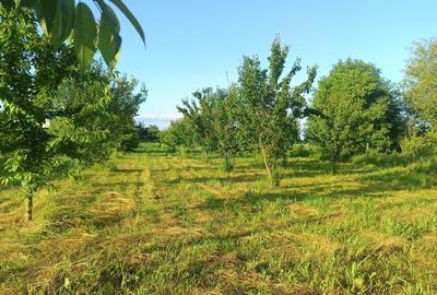 Teren Construcții intravilan de 6400 mp, în Joița - 1