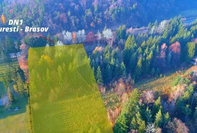 Teren constructii 10,000mp Timisul de Jos , PARCELABIL min 250 mp - 7