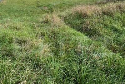 Teren de Vanzare, foarte aproape de Crama Jelna - 6