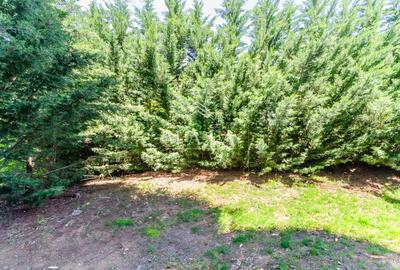 Apartament 3 camere, 110 mp curte, parcare, inconjurat de zona verde - 3