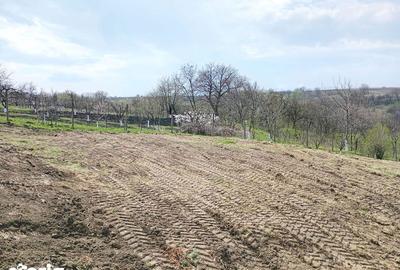 Teren de 1587 mp, în Rădășeni - 4