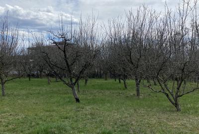 Teren în Pruni - 16