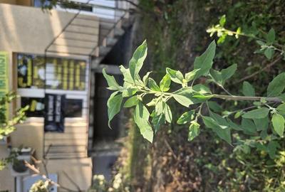 Spațiu comercial, de 19 mp, în Iosia