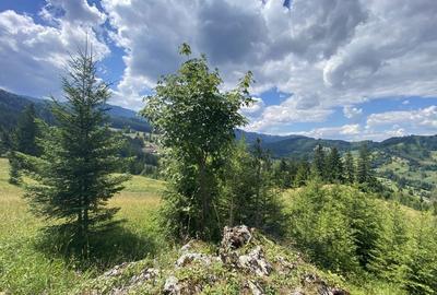 Teren de 11500 mp, în Exterior Vest - 8