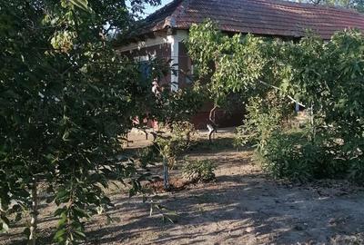 Casă cu Teren 1934 Mp în Siminoc - 4