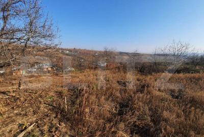 Teren 4990 mp intravilan, Tomesti- Chicerea - 1