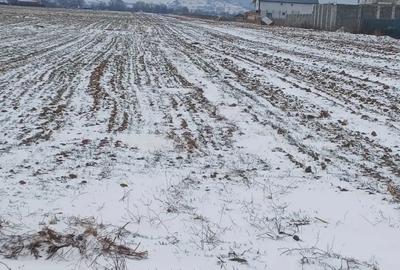 Teren de 5000 mp, în Cărpiniș - 8