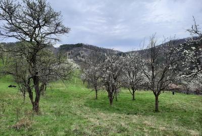 Teren Construcții intravilan de 13700 mp, în Inuri - 2