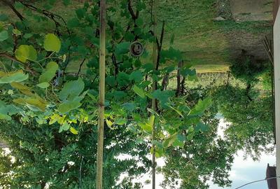 Casă cu 3 camere cu Teren 1800 Mp în Sânger - 2