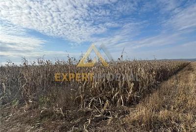 Teren de 8400 mp, în Satulung