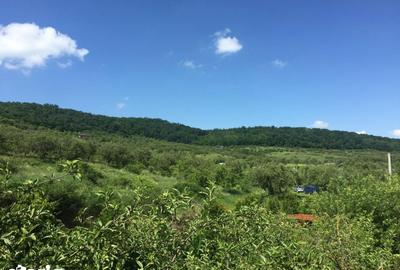 Teren de 4500 mp, în Baciu - 3