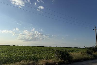 Teren de 6400 mp, în Adunații-Copăceni - 6