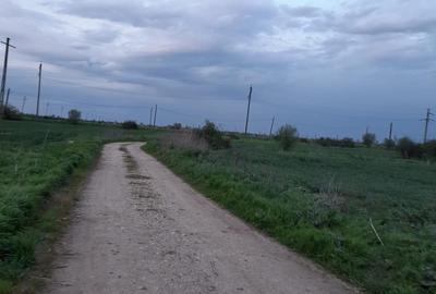 Teren agricol intravilan de 5 mp, în Ciuperceni (Cosmești) - 4