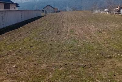 Teren de 3460 mp, în Dumbrava - 6