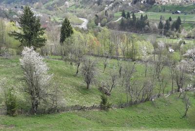 Teren intravilan de 2500 mp, în Teșila - 6