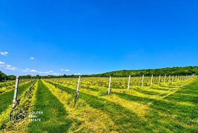 Teren agricol extravilan de 13439 mp, în Șiria - 5