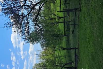 Teren de 10000 mp, în Tomșani - 7