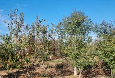 Casa-VILA deosebita ,mobilata plus toate facilitatile - 16