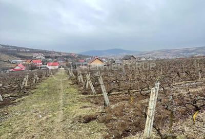 Teren Construcții intravilan de 4209 mp, în Tomești - 1