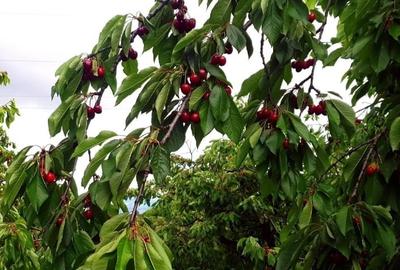 Livada ta de cireșe te așteaptă! 1,5 ha cu peste 400 de copaci maturi – producți - 2