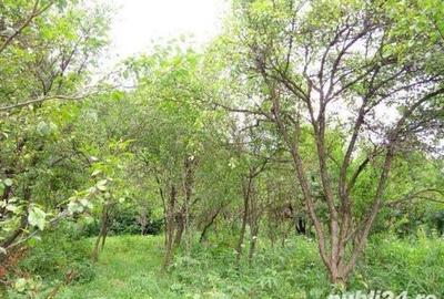 Teren de 3200 mp, în Câmpina - 1