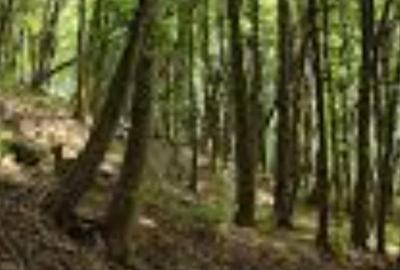Teren de 10000 mp, în Cornuțel - 1