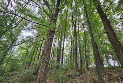 Vanzare teren intravilan situat in cartier Iezureni - 2