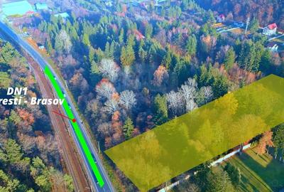 Teren de 10000 mp, în Timișu de Jos - 9