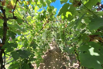 Cabana cu 3 camere, 392 mp teren, 3 Insule - 8