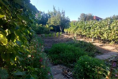 Casă, gradină, teren mare - Palazu Mare - 4