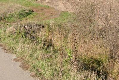 Spațiu comercial, în Tărpiu - 3